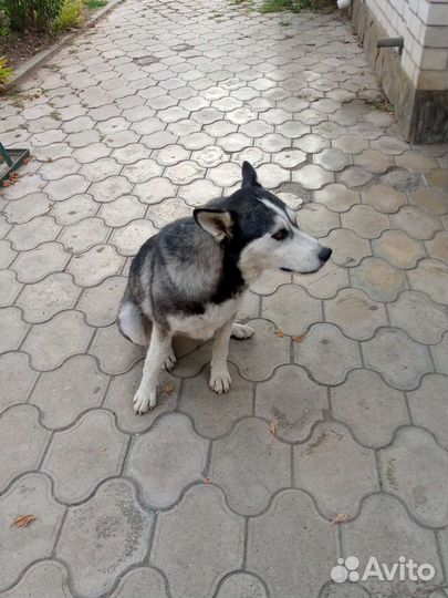 Сибирский хаски