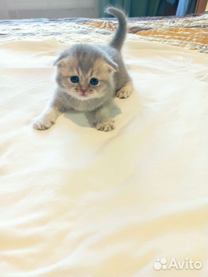 Шотландская