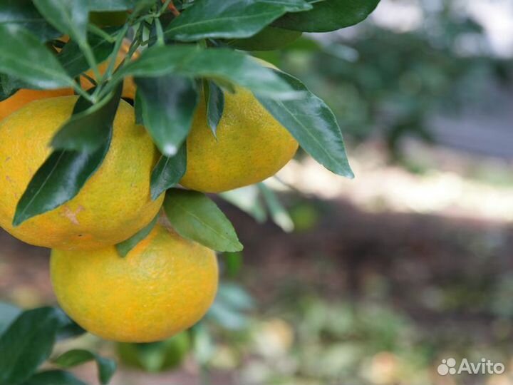 Экскурсия — Сочи — Абхазский драйв: озеро Рица и Г