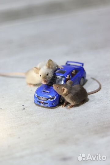 Декоративные сатиновые мыши