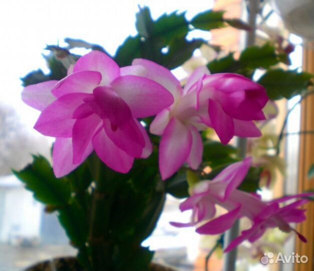 Комнатные цветы,растения Декабрист