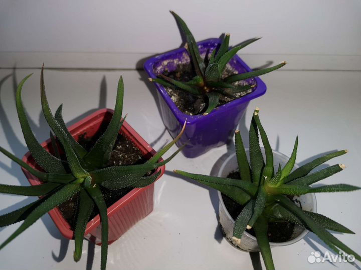 Традесканция рео, хавортия, алоэ