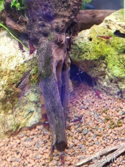 Креветки сулавеси кардиналы