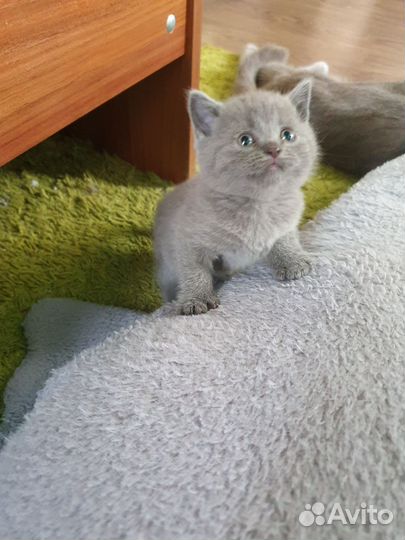 Шотландские вислоухие котята