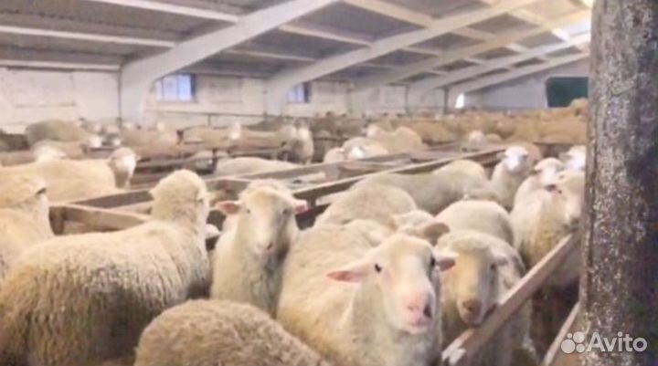 Бараны, матки, мясо