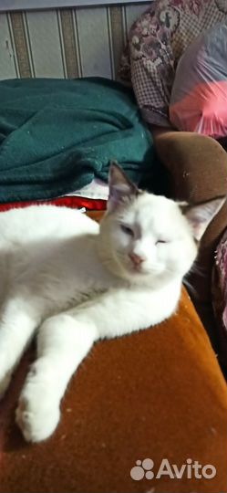 Кот Кокос
