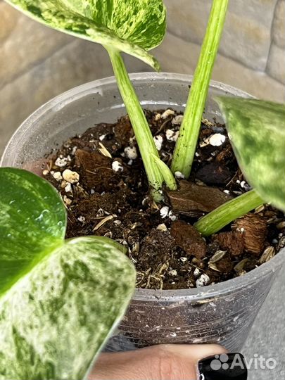 Филодендрон гигантум вариегатный