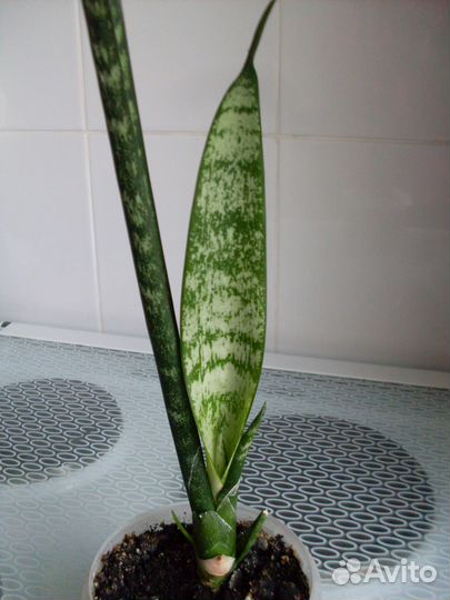 Сансевиерия 