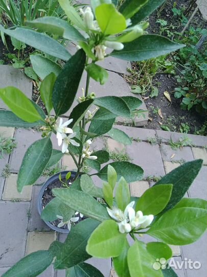 Продаю офисные цветы и растения