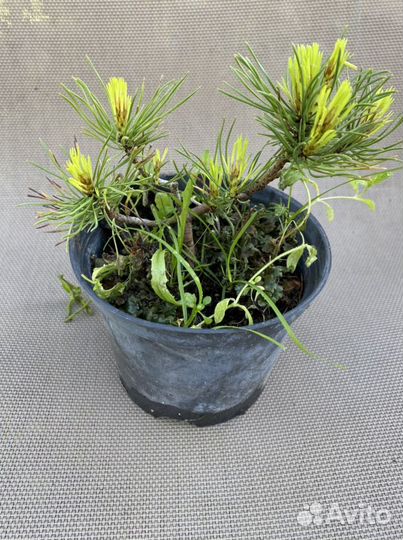 Сосна, ель, кедр остатки