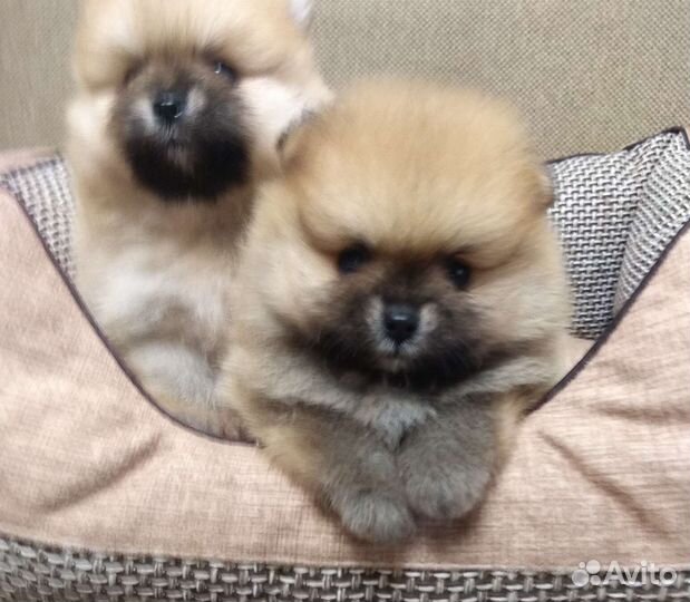 Щенки шпица