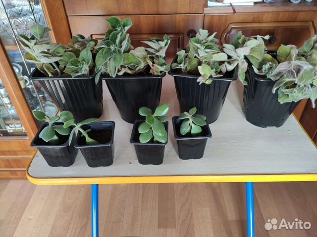 Фикус, драцена, колерия(бархатные колокольчики)ф