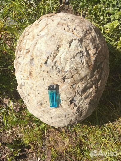 Яйцо Дракона Септария