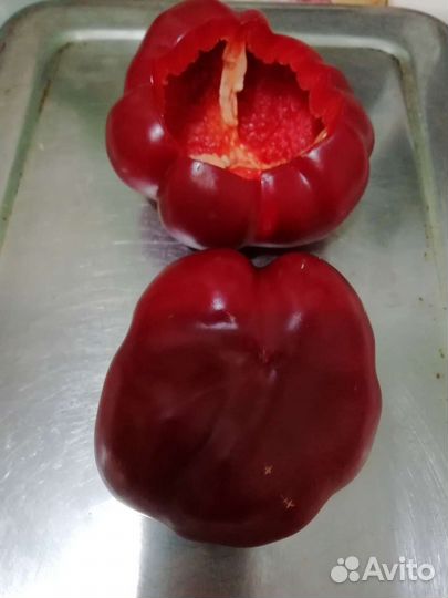 Семена болгарского перца