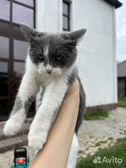 Котёнок 5 месяцев