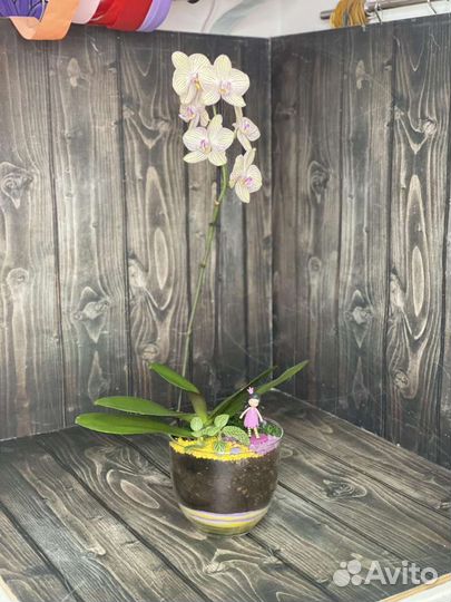 Флорариумы