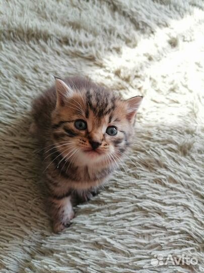 Отдаём милых котят