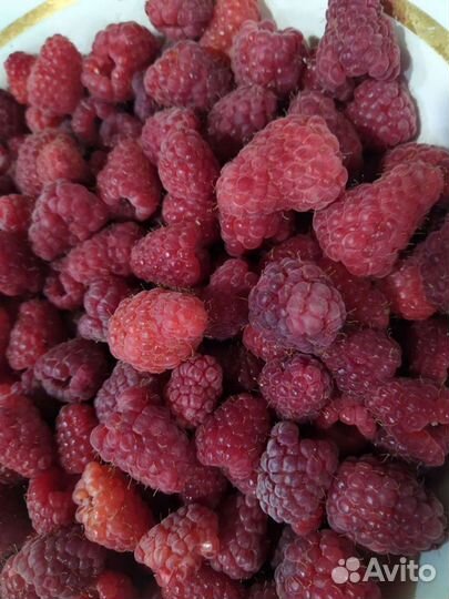 Малина саженцы