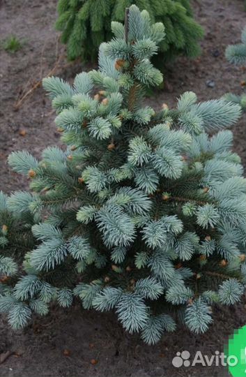 Ель Baby Blue Eyes(бейби блю айз) в с5л