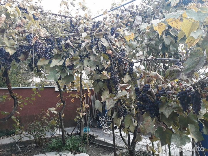 Виноград Изабелла