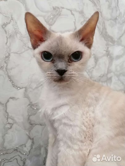 Девон-рекс кошка