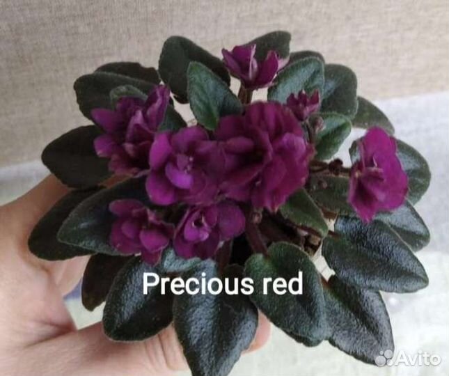 Сортовые фиалки мини, полумини сорта