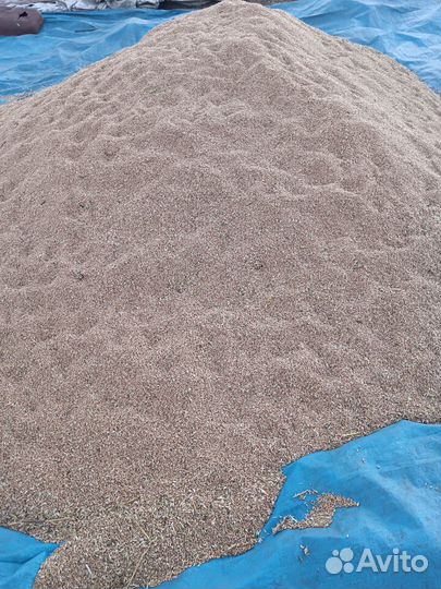 Пшеница на корм