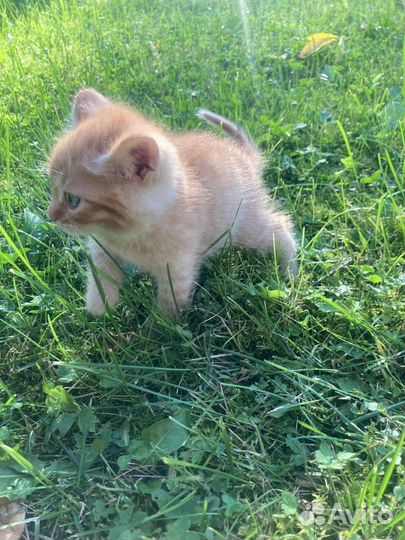 Котенок ищет дом