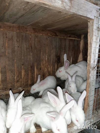 Белый Паннон