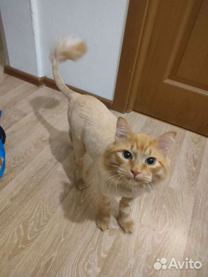 Стрижка кота/кошки, вычёсывание/выезд на дом