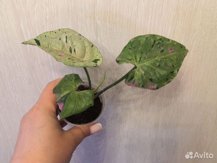 Сциндапсус, филодендрон, монстера