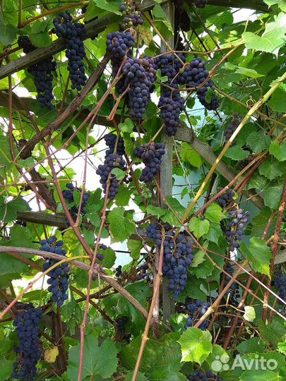Виноград саженцы2года черный