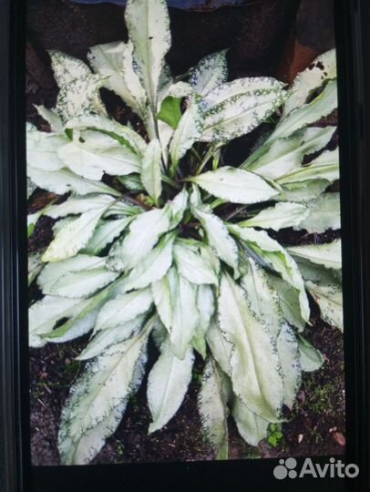 Комнатный цветок Рео. Медуница самурай. Ромашки