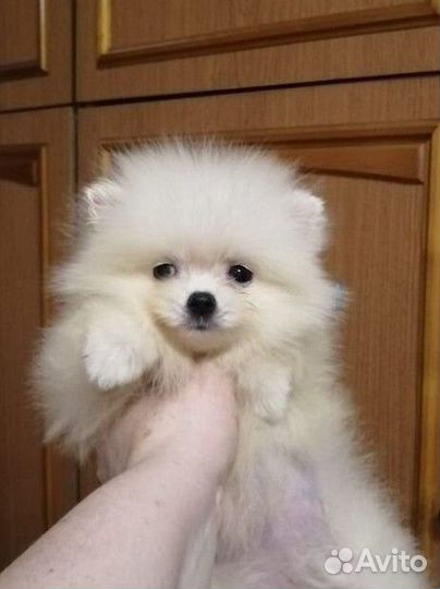 Щенки шпица