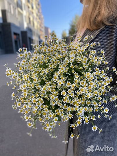 Ромашки Букет ромашек Доставка