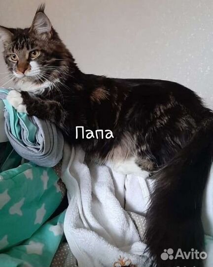 Котята мейн-кун