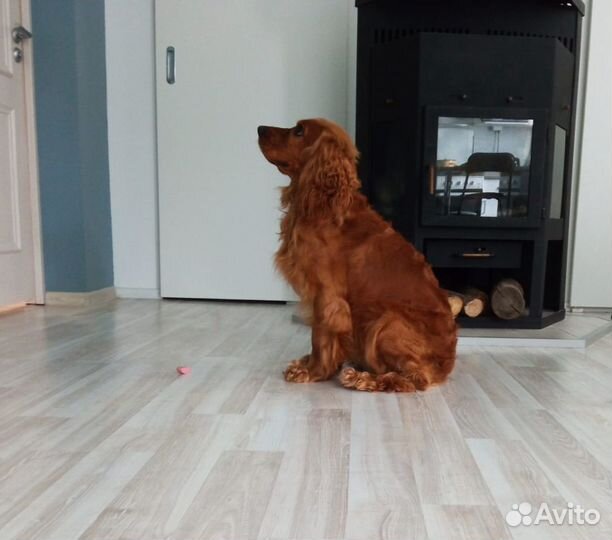 Кокер спаниель, кобель для вязки