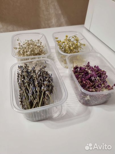 Сухоцветы для творчества