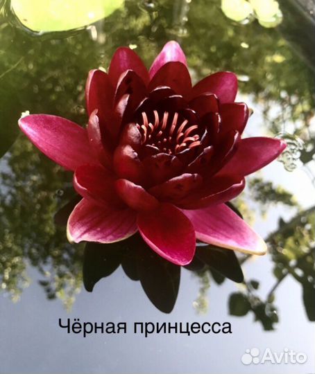 Нимфеи для пруда