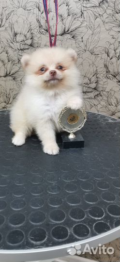 Щенки шпица