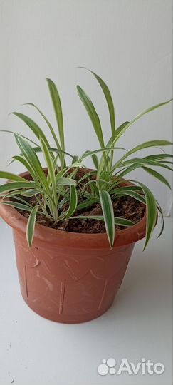 Хлорофитум