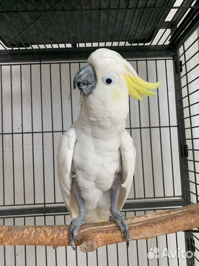 Попугай