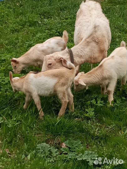 Козлята