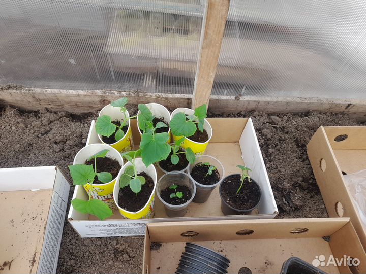 Рассада огурцов