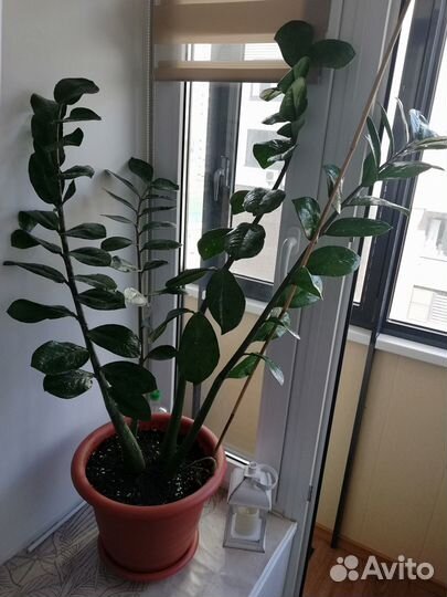 Замиокулькас