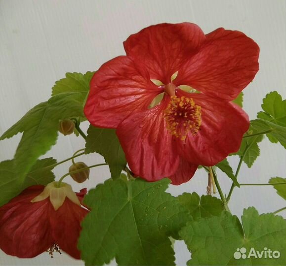 Абутилон красный