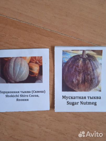 Рассада тыквы
