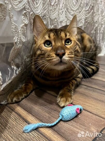 Бенгальский кот вязка