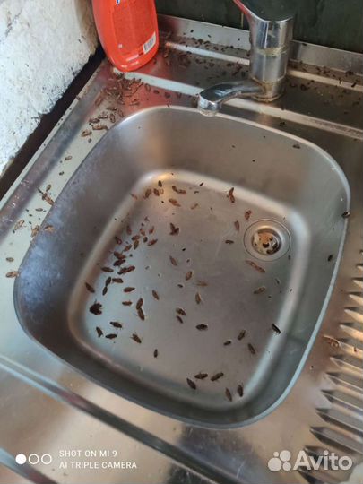 Уничтожение тараканов клопов клещей комаров ос мух