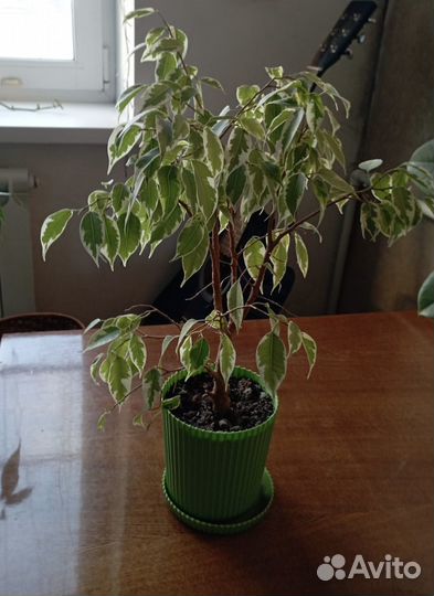 Фикус бенджамина